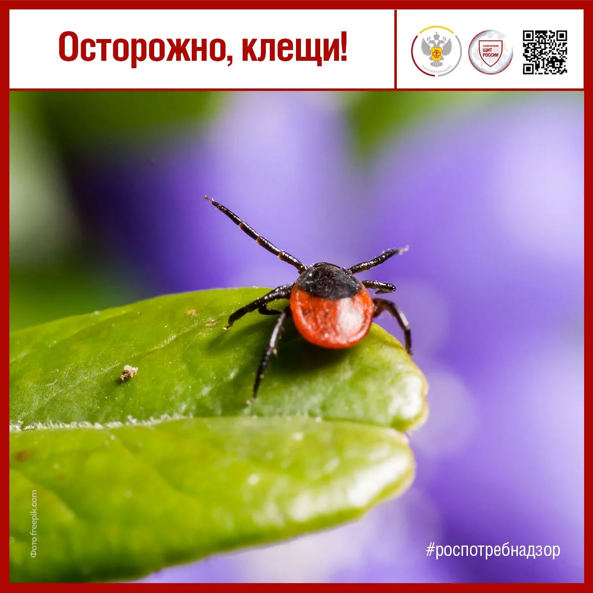 Осторожно, клещи! 
