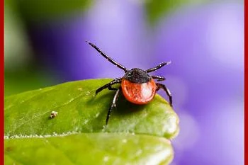 Осторожно, клещи! 