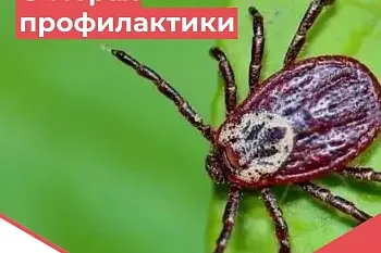 О профилактике клещевых инфекций