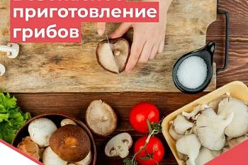 Как правильно собирать грибы: советы начинающим грибникам